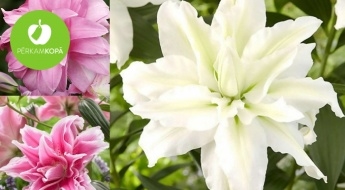 Pasakaini skaistam dārzam! Karalisko rožu liliju (Lilium-Roselily) sīpoliņi - 8 šķirnes