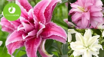 Pasakaini skaistam dārzam! Karalisko rožu liliju (Lilium-Roselily) sīpoliņi - 9 šķirnes