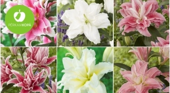 Karalisko rožu liliju (Lilium-Roselily) sīpoliņi - 12 šķirnes
