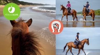 Pastaiga zirga mugurā gar jūras krastu, izjāde ar poniju bērniem vai brauciens pajūgā