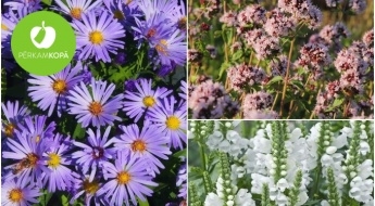 Eiforbiju, īrisu, mētru, silpureņu, ziemasteru u.c. ziedu un augu stādi krāšņam dārzam