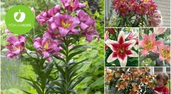 ПРЕДВАРИТЕЛЬНАЯ РАСПРОДАЖА! Луковицы древесной лилии (Tree Lily) - 24 разных сорта