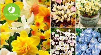 Рассада ярких тюльпанов, душистых нарциссов, гиацинтов и др. растений
