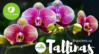 GARANTĒTS brauciens uz Tallinas botānisko dārzu 03.03. - orhideju ziedēšanas laikā