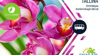 Brauciens uz Tallinas botānisko dārzu orhideju ziedēšanas laikā + iespēja iepazīt Tallinas vecpilsētu
