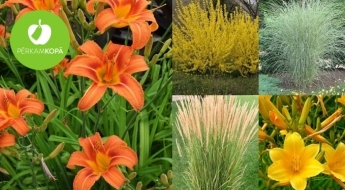 Tavam dārza krāšņumam - dienziežu, hortenziju, molīniju, īrisu, kalēriju u.c. stādi