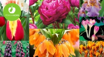 Karalisks košums Tavā dārzā! Krāšņu peoniju, tulpju, narcišu, īrisu, krokusu u.c. ziedu stādi - vairāk kā 35 šķirnes