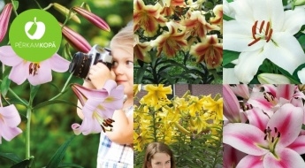 ПРЕДВАРИТЕЛЬНАЯ РАСПРОДАЖА! Луковицы яркой древесной лилии (Tree Lily) -  19 сортов