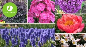 Skaistie peoniju, flokšu, vizbulīšu, hortenziju, sīpoliņu u.c. ziedu un augu stādi