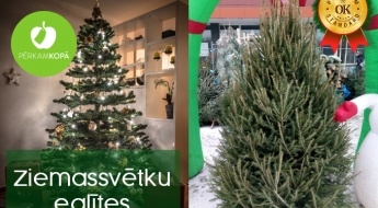 Великолепное предложение! Латвийская елка или елка Nordmann premium за полцены!