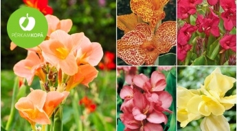 ПРЕДВАРИТЕЛЬНАЯ РАСПРОДАЖА! Грациозные красавицы сада канны: 27 разных видов