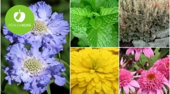 Для красоты твоего сада - рассада физалиса, скабиозы, эхинацеи, рудбекии и др. растений