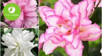 Karalisko rožu liliju (Lilium-Roselily) sīpoliņi - 13 šķirnes