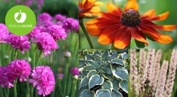 Sīpolu, hostu, sudrabsveču, ziemziedu u.c. ziedu un augu stādi Tavam dārziņam