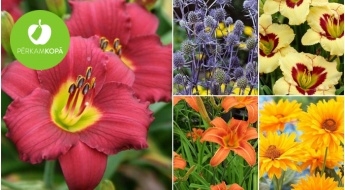 Для яркого сада! Рассада лилейника, очитка, гвоздики, эхинацеи и др. цветов и растений
