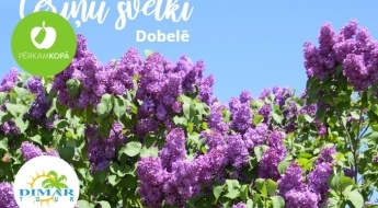 Brauciens uz Ceriņu svētkiem Dobelē, Pokaiņu mežs un ekskursija Dobelē 28. maijā