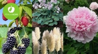 Rudens aveņu, kazeņu, hostu, peoniju u.c. ziedu un augu stādi