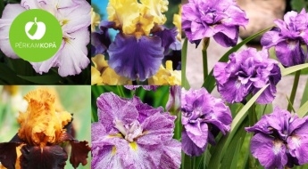 Iekop visskaistāko dārzu! Pasakaini krāšņu īrisu sīpoli stādīšanai pavasarī - burvīgas krāsas