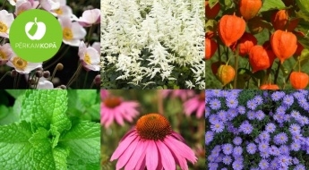 Ziemasteru, flokšu, astilbju, paparžu, piparmētru u.c. ziedu un augu stādi krāšņam dārzam