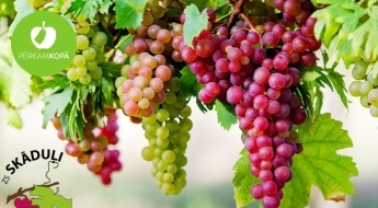 Выращенная в Латвии рассада разных сортов винограда в 1 л горшочках