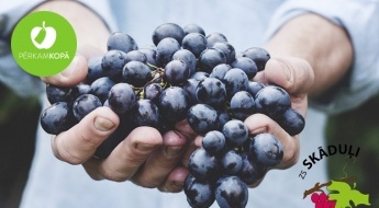 Latvijā audzēti dažādu šķirņu vīnogu stādu maisījumi 1l podos