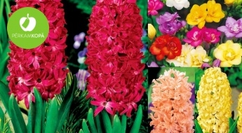 IZPĀRDOŠANA! Tulpju, narcišu, hiacinšu, krokusu u.c. ziedu sīpoli