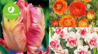 IEPRIEKŠPĀRDOŠANA! Tulpju, narcišu, hiacinšu, krokusu u.c. ziedu sīpoli