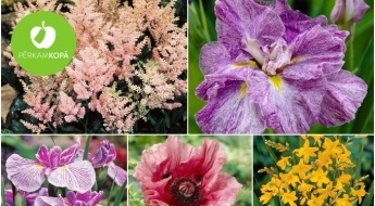 Наполни свой сад весной! Рассада мака, астильбы, ириса и др. растений
