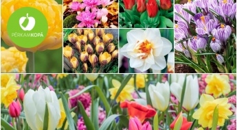 Рассада ярких тюльпанов, душистых нарциссов, крокусов и др. растений